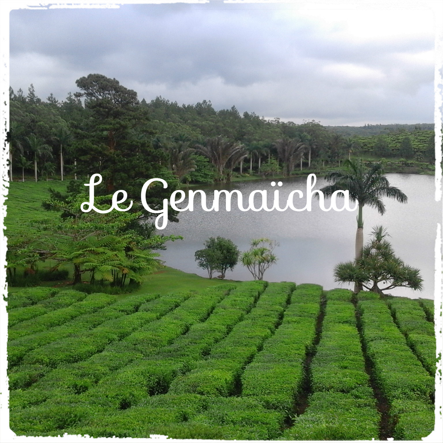 Le Genmaïcha thé vert