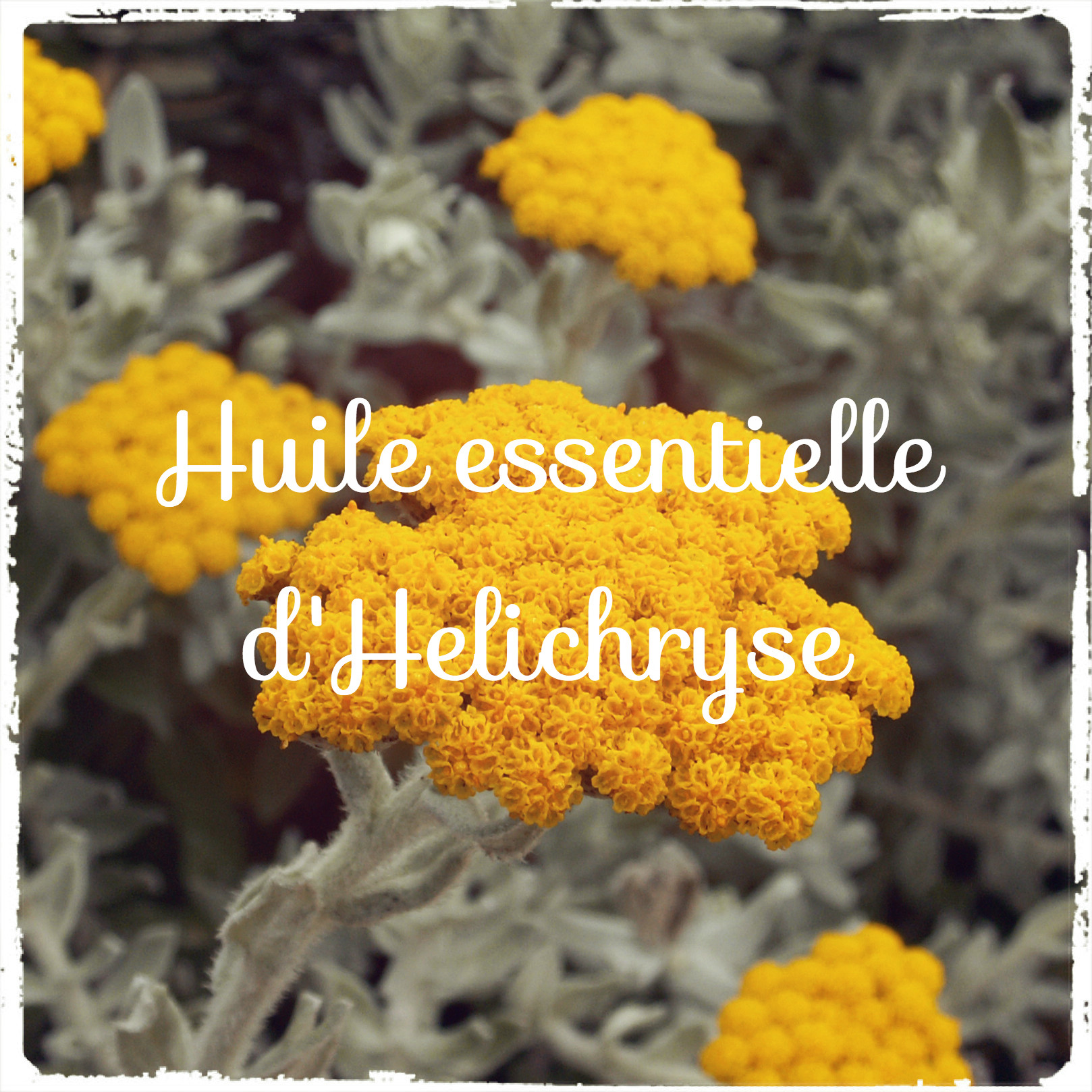 helichryse