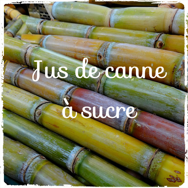 canne a sucre