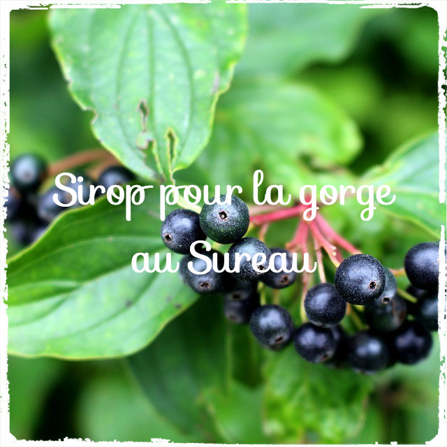 sirop baie de sureau