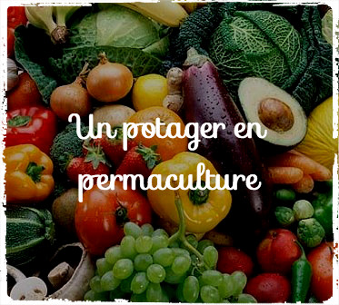 potager en permaculture