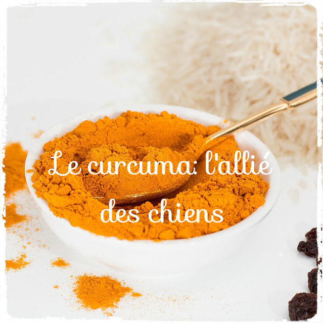 curcuma